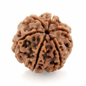 mukhi rudraksha with silver cap